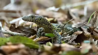 Varanus doreanus im Terrarium halten