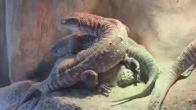 Varanus exanthematicus im Terrarium halten