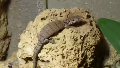 Varanus gilleni im Terrarium halten