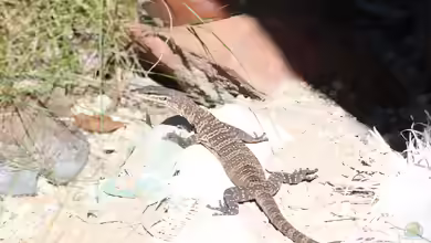 Varanus glauerti im Terrarium halten