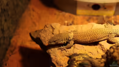 Varanus kingorum im Terrarium halten