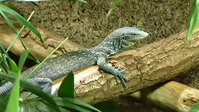 Varanus macraei im Terrarium halten