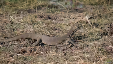 Varanus niloticus im Terrarium halten