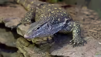Varanus ornatus im Terrarium halten