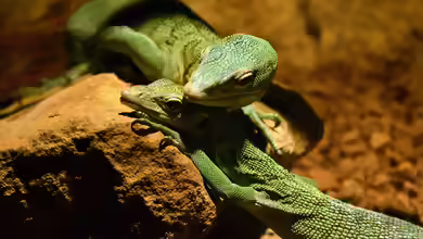 Varanus prasinus im Terrarium halten