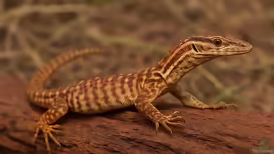 Varanus primordius im Terrarium halten