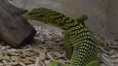 Varanus reisingeri im Terrarium halten
