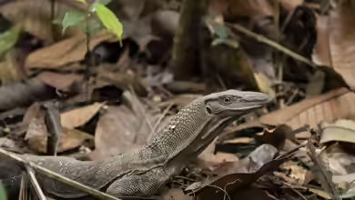 Varanus rudicollis im Terrarium halten