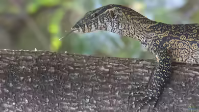 Varanus stellatus im Terrarium halten