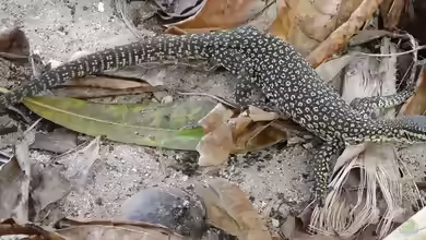 Varanus timorensis im Terrarium halten