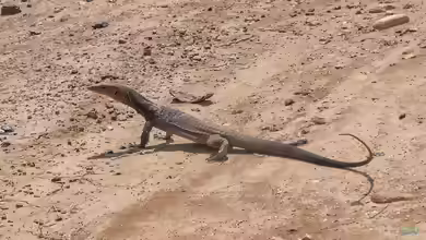 Varanus tristis orientalis im Terrarium halten