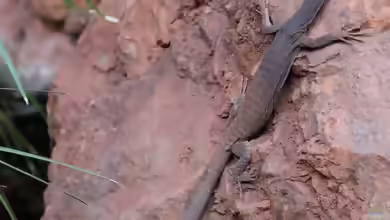 Varanus tristis tristis im Terrarium halten