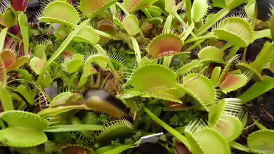 Venusfliegenfalle im Terrarium pflegen