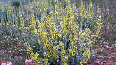Verbascum am Gartenteich pflanzen