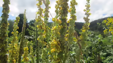 Verbascum nigrum im Garten pflanzen