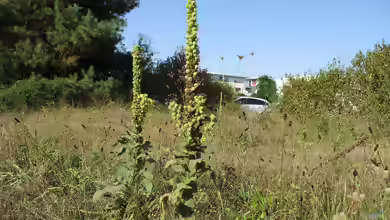 Verbascum thapsus im Garten pflanzen