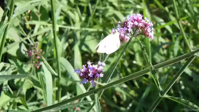Verbene officinalis