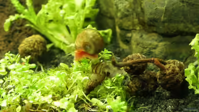 Verbreitet in Aquarien zu finden: Turmdeckel- und Posthornschnecken