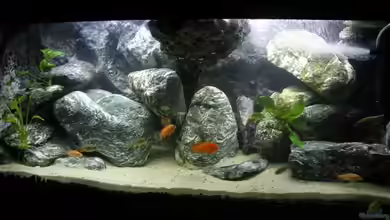 Verdi Point von magunga rock