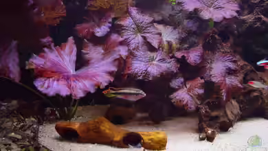 Vergesellschaftung(nur als Beispiel) von Falk