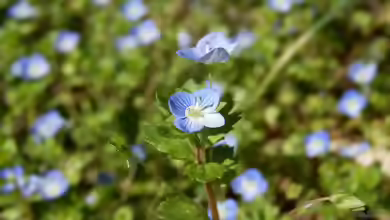 Veronica agrestis am Gartenteich