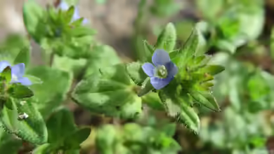 Veronica arvensis im Garten pflanzen