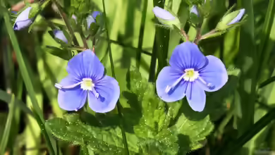 Veronica chamaedrys im Garten pflanzen
