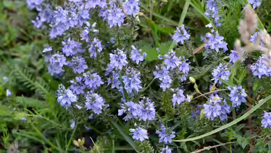 Veronica prostrata im Garten pflanzen