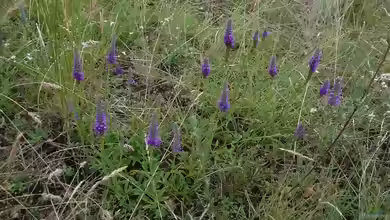 Veronica spicata im Garten pflanzen