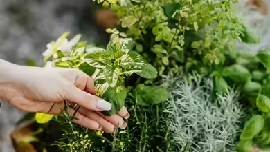 Verschiedene Arten von Minze im Garten – So gelingt dir der aromatische Kräutergarten