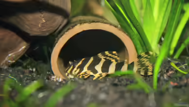 Versteckmöglichkeiten im Aquarium - Warum sie so wichtig sind und wie du sie optimal gestaltest