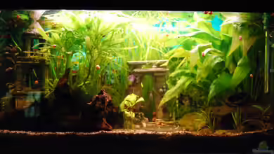 Versunkene Stadt von Julia