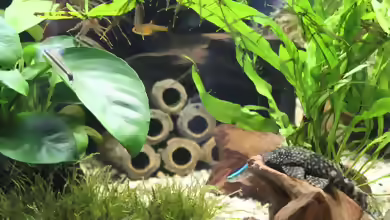 Vesicularia montagnei im Aquarium pflanzen