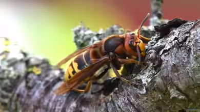 Vespa crabro im Garten