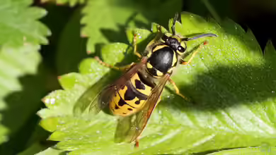 Vespula germanica im Garten