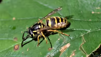 Vespula vulgaris im Garten