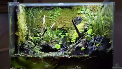 Via Mala von Junglist