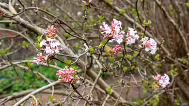 Viburnum farreri im Garten pflanzen