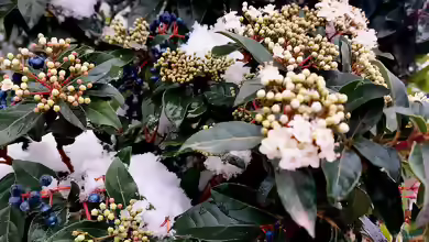 Viburnum tinus im Garten pflanzen