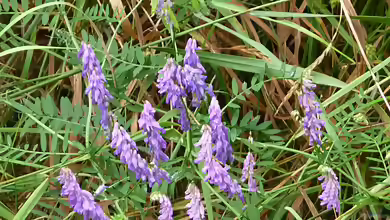 Vicia cracca im Garten pflanzen