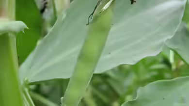 Vicia faba im Garten pflanzen
