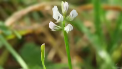 Vicia hirsuta im Garten pflanzen