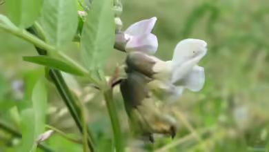 Vicia sepium im Garten pflanzen