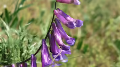 Vicia villosa im Garten pflanzen