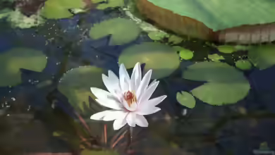Victoria amazonica im Gartenteich