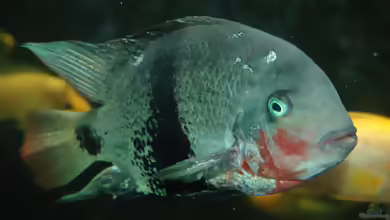Vieja maculicauda im Aquarium halten