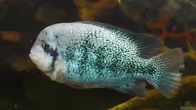 Vieja zonata im Aquarium halten