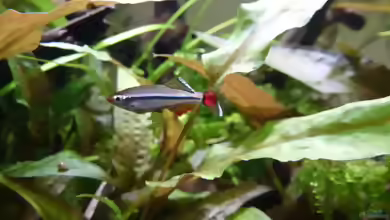 Tanichthys micagemmae