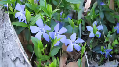 Vinca minor am Gartenteich pflanzen