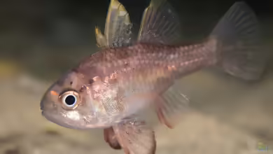 Vincentia conspersa im Aquarium halten